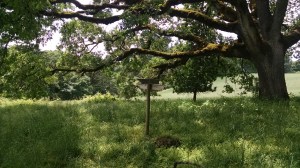 IMG_20160520_132205638