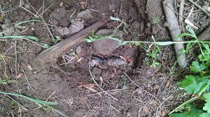 IMG_20160520_140102744